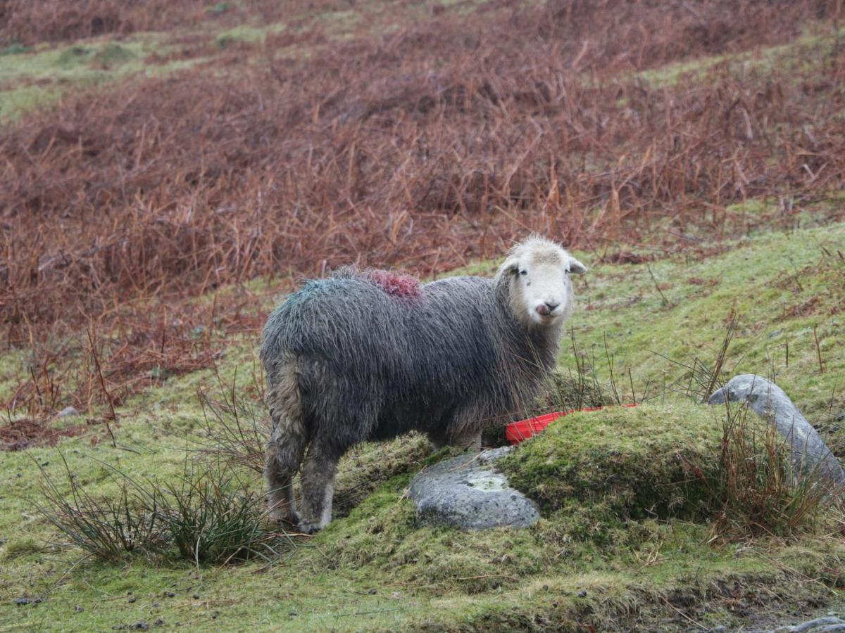 Dalesway Cottage ウィンダミア エクステリア 写真
